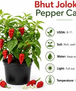 Carolina Reaper Live Plant 3-6 Inches Tall - Hot Chili Starter Plant for Garden - Image 5