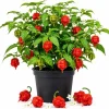 Carolina Reaper Live Plant 3-6 Inches Tall - Hot Chili Starter Plant for Garden - Image 1