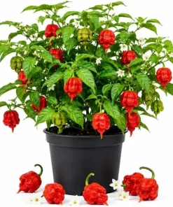 Carolina Reaper Live Plant 3-6 Inches Tall - Hot Chili Starter Plant for Garden - Image 1