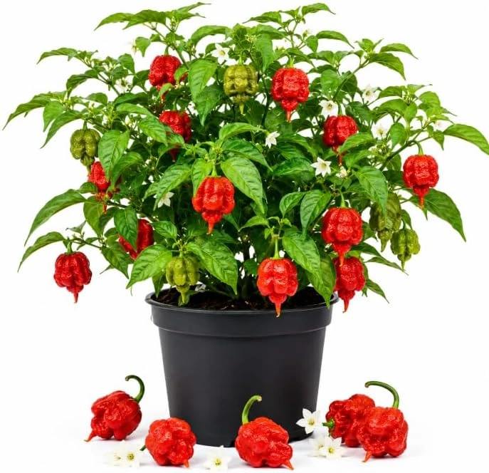 Carolina Reaper Live Plant 3-6 Inches Tall - Hot Chili Starter Plant for Garden - Image 1