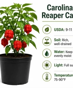 Carolina Reaper Pepper Plant Live - 3-6 Inch Chili Seedling for Garden - Image 5