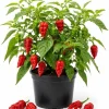 Carolina Reaper Pepper Plant Live - 3-6 Inch Chili Seedling for Garden - Image 1