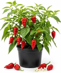 Carolina Reaper Pepper Plant Live - 3-6 Inch Chili Seedling for Garden - Image 1