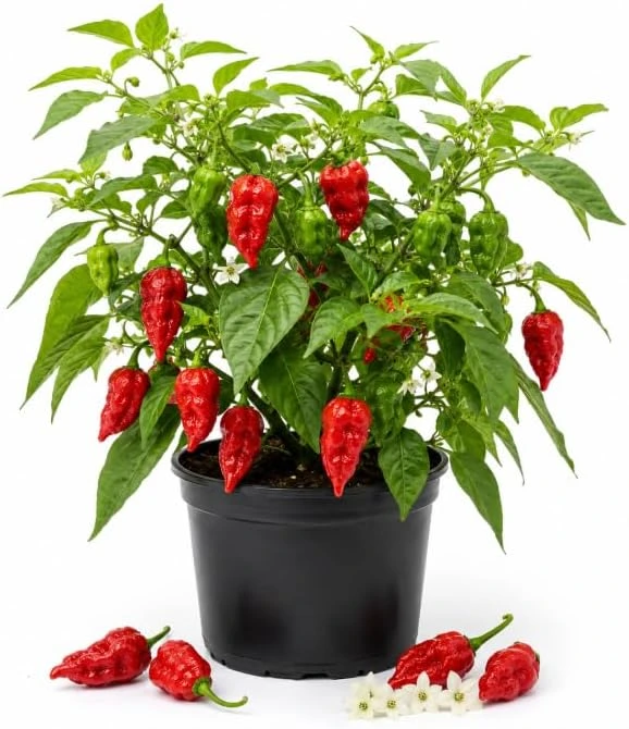 Carolina Reaper Pepper Plant Live - 3-6 Inch Chili Seedling for Garden - Image 1