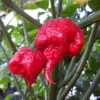 Carolina Reaper Pepper Seeds - 10 Count - World Record Hottest Chili - Image 1