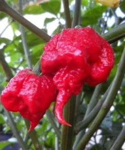 Carolina Reaper Pepper Seeds - 10 Count - World Record Hottest Chili - Image 1
