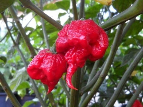Carolina Reaper Pepper Seeds - 10 Count - World Record Hottest Chili - Image 1
