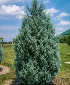 Carolina Sapphire Cypress Tree Live Plant - 12-18" Tall Quart Pot - Image 2