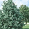 Carolina Sapphire Cypress Tree Live Plant - 12-18" Tall Quart Pot - Image 1