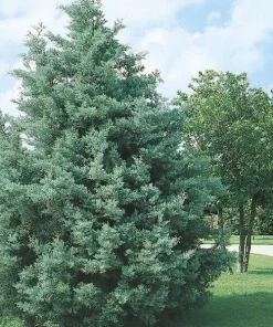 Carolina Sapphire Cypress Tree Live Plant - 12-18
