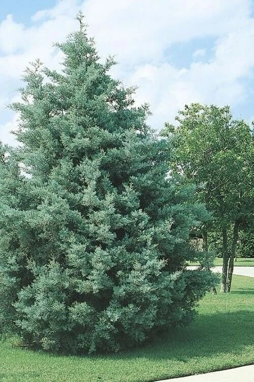 Carolina Sapphire Cypress Tree Live Plant - 12-18" Tall Quart Pot - Image 1