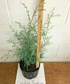 Carolina Sapphire Cypress Tree Live Plant - 12-18