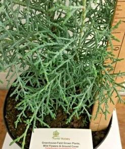 Carolina Sapphire Cypress Tree Live Plant - 12-18