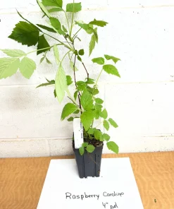 Caroline Raspberry Live Plant – 4 inch Pot – Fall-Bearing Red Raspberry - Image 2