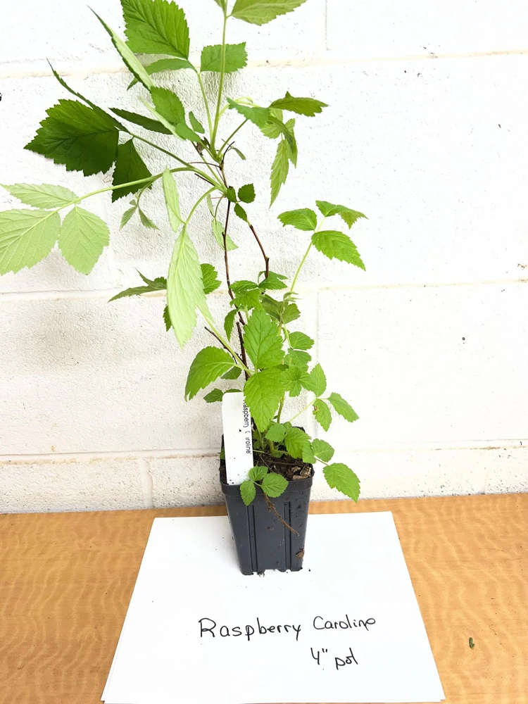 Caroline Raspberry Live Plant – 4 inch Pot – Fall-Bearing Red Raspberry - Image 2