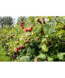 Caroline Raspberry Live Plant – 4 inch Pot – Fall-Bearing Red Raspberry - Image 3