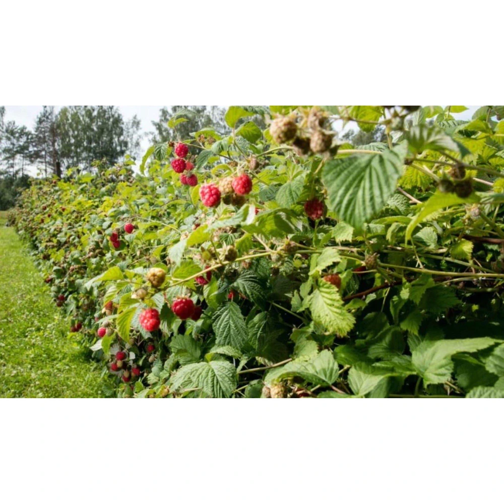 Caroline Raspberry Live Plant – 4 inch Pot – Fall-Bearing Red Raspberry - Image 3