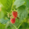 Caroline Raspberry Live Plant – 4 inch Pot – Fall-Bearing Red Raspberry - Image 1