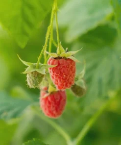Caroline Raspberry Live Plant – 4 inch Pot – Fall-Bearing Red Raspberry - Image 1