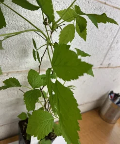 Caroline Raspberry Live Plant – 4 inch Pot – Fall-Bearing Red Raspberry - Image 4