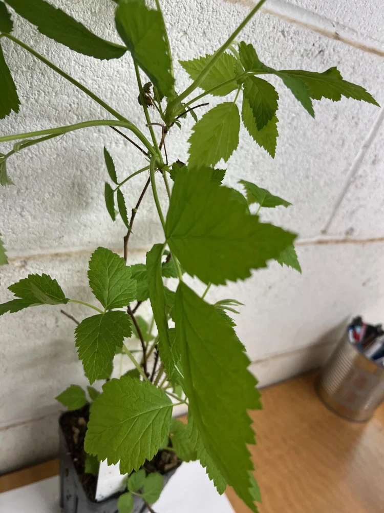 Caroline Raspberry Live Plant – 4 inch Pot – Fall-Bearing Red Raspberry - Image 4