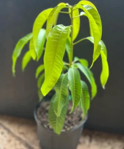 Carrie mango , grafted in 3 gallons pot. No Ship to CA and HI - Image 2