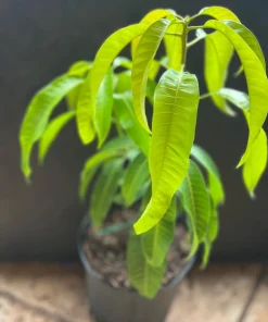 Carrie mango , grafted in 3 gallons pot. No Ship to CA and HI - Image 3
