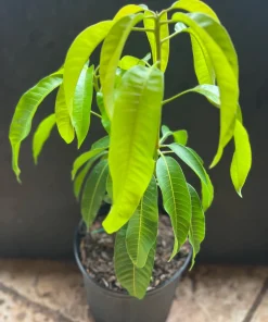 Carrie mango , grafted in 3 gallons pot. No Ship to CA and HI - Image 4