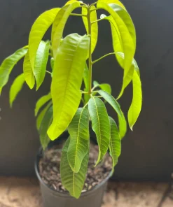 Carrie mango , grafted in 3 gallons pot. No Ship to CA and HI - Image 5