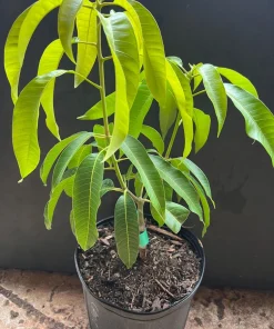 Carrie mango , grafted in 3 gallons pot. No Ship to CA and HI - Image 6