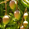 Carrie mango , grafted in 3 gallons pot. No Ship to CA and HI - Image 1