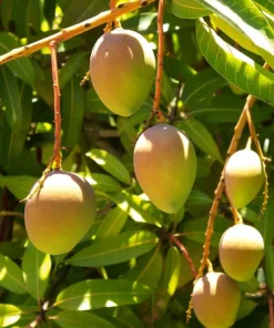 Carrie mango , grafted in 3 gallons pot. No Ship to CA and HI - Image 1