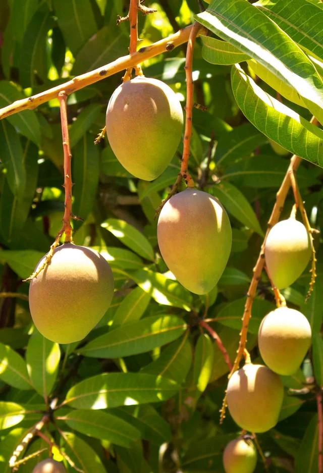 Carrie mango , grafted in 3 gallons pot. No Ship to CA and HI - Image 1