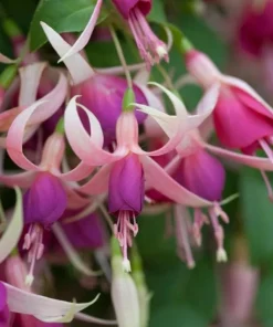 Cascade Fuchsia Live Plant - 6