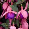 Cascade Fuchsia Live Plant - 6" Pot - Trailing Flowering Ornamental for Shade - Image 1