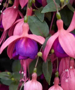 Cascade Fuchsia Live Plant - 6