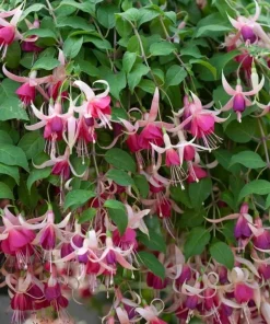 Cascade Fuchsia Live Plant - 6