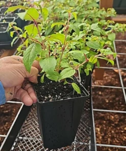 Cascade Fuchsia Live Plant - 6