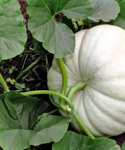 Casper Pumpkin Seeds - 5 Seeds - White Skin, Orange Flesh Vegetable Seeds - Image 2