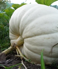 Casper Pumpkin Seeds - 5 Seeds - White Skin, Orange Flesh Vegetable Seeds - Image 3