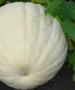 Casper Pumpkin Seeds - 5 Seeds - White Skin, Orange Flesh Vegetable Seeds - Image 4