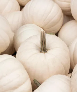 Casper Pumpkin Seeds - 5 Seeds - White Skin, Orange Flesh Vegetable Seeds - Image 5