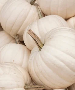Casper Pumpkin Seeds - 5 Seeds - White Skin, Orange Flesh Vegetable Seeds - Image 1