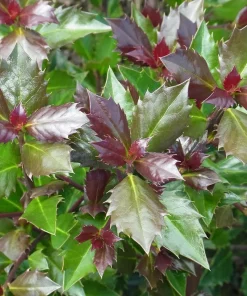 Castle Rouge Blue Holly Live Plant - 4 inch Pot - Evergreen Shrub for Landscape - Image 2