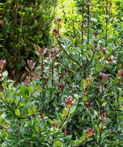 Castle Rouge Blue Holly Live Plant - 4 inch Pot - Evergreen Shrub for Landscape - Image 3
