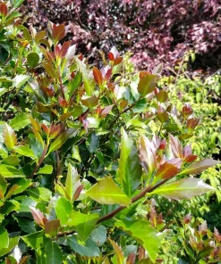 Castle Rouge Blue Holly Live Plant - 4 inch Pot - Evergreen Shrub for Landscape - Image 1