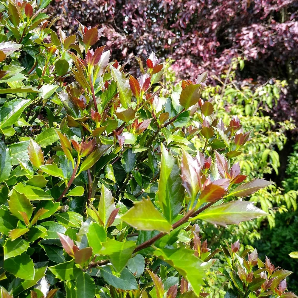 Castle Rouge Blue Holly Live Plant - 4 inch Pot - Evergreen Shrub for Landscape - Image 1