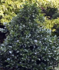 Castle Wall Blue Holly Live Plant – Ilex meserveae 'Heckenstar' – 4 inch Pot – Outdoor Shrub - Image 3