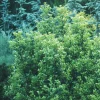 Castle Wall Blue Holly Live Plant – Ilex meserveae 'Heckenstar' – 4 inch Pot – Outdoor Shrub - Image 1