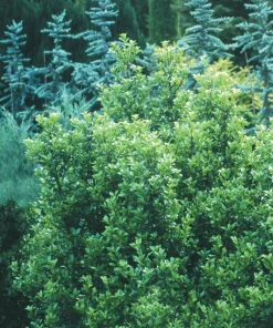 Castle Wall Blue Holly Live Plant – Ilex meserveae 'Heckenstar' – 4 inch Pot – Outdoor Shrub - Image 1